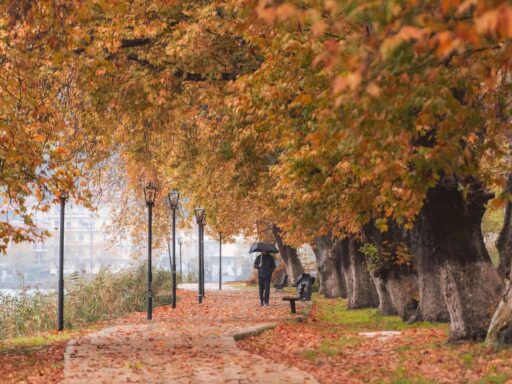 Slingerende bosweg in de Ardennen met herfstkleuren in de bomen